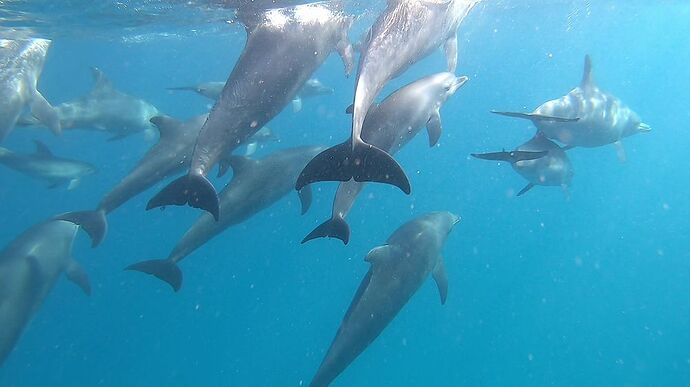 Re: Nager avec les dauphins, snorkelling à Mnemba Island et autres activités sur Zanzibar - Nicolas31270