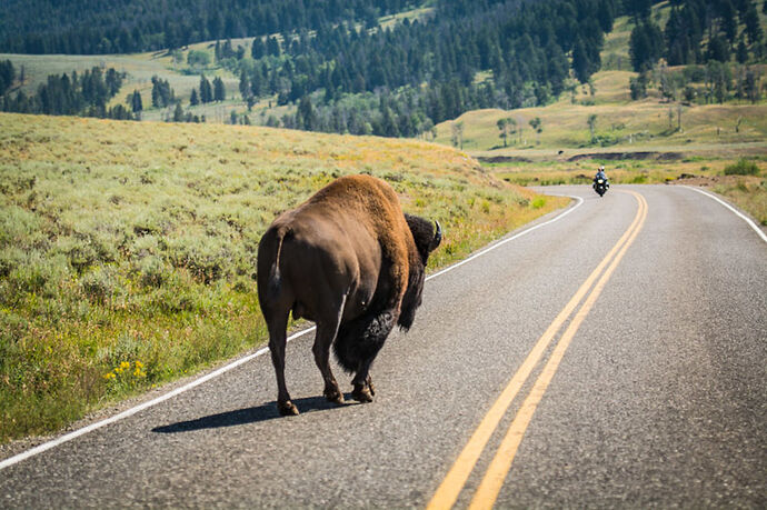 Dimanche 30 Juillet – Lamar Valley – Bear Tooth Hwy - darth