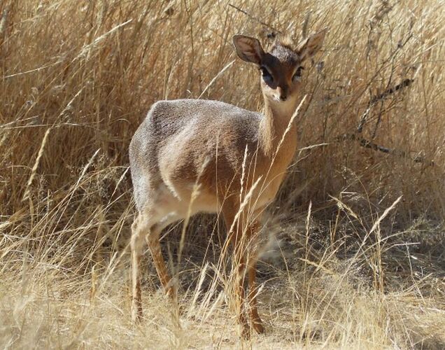 Re: 3 fabuleuses semaines Namibiennes- juillet 2021 - Patbillvoyage