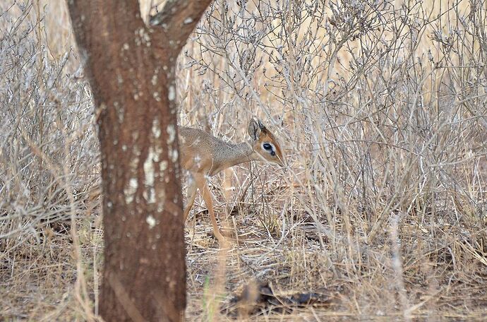 Tarangire, allons voir les herbivores ! - fabienne65