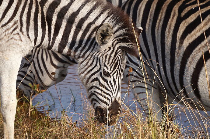 retour voyage Afrique du sud / Swaziland - jolis circuits