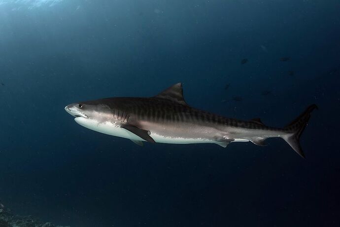 Tiger Sharks in Maldives - Gnaviyani Atoll - Equateur du sud - Philomaldives Ex guide Safaris