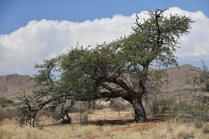 Re: Namibie - 15 jours en octobre 2018 - pascal41lc