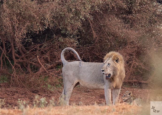 Re: Karibu Kenya février 2022 - Karen56