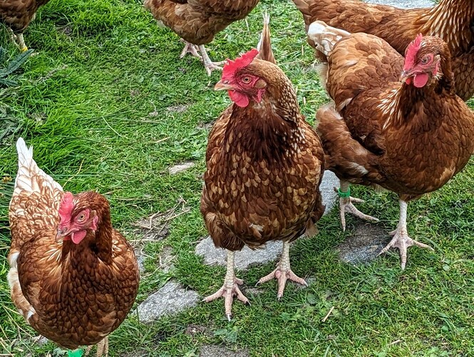 Poules