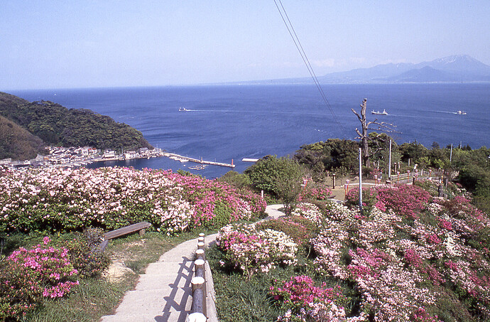 mihonoseki-town-matsue-city-japan-flower-covered-hill