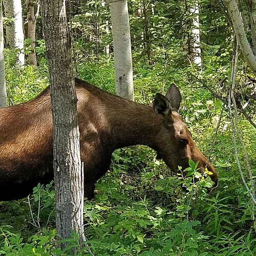 4 semaines en Alaska été 2018 - paly1