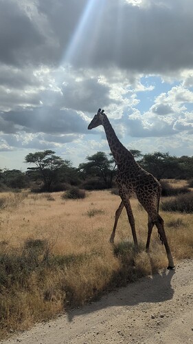 5- 5ème jour Réserve du Ndutu et nuit dans le Ndutu 19.06 (81)