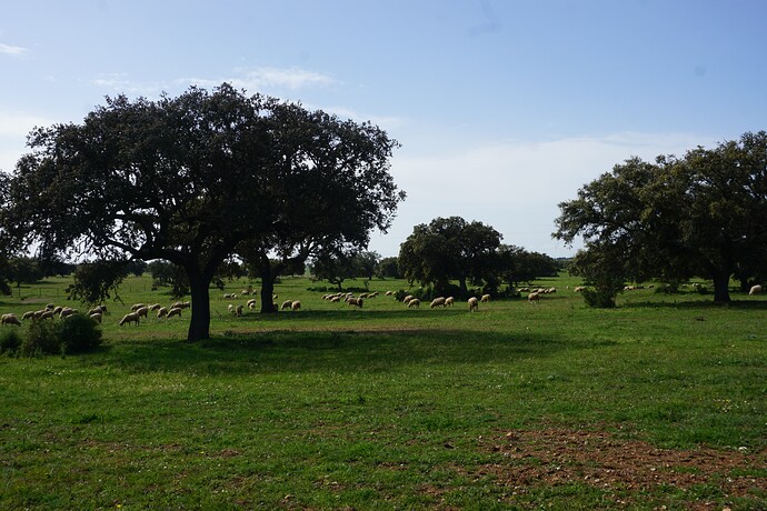 318 Alentejo