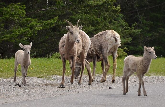 L'Ouest canadien à pleins poumons: épisode 1, les Rocheuses et la chaîne Alberta - fabienne65