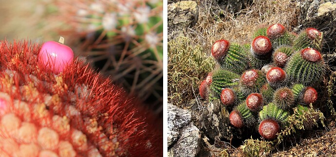 Cactus fruit et bouquet