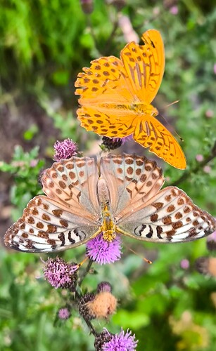 IMG_20250813_124430