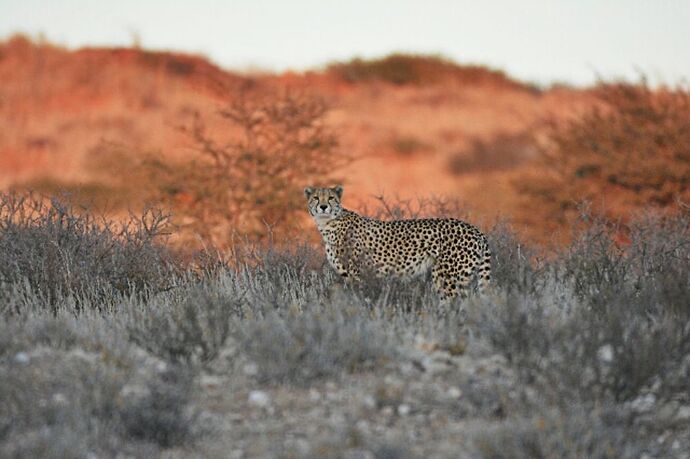 safari dans le Kgalagadi transfrontier park et le kruger national park - marsouin59