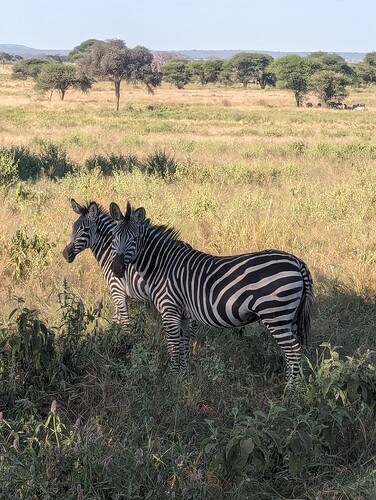 3- 3ème jour Parc du Tarangire 17.06 (62)