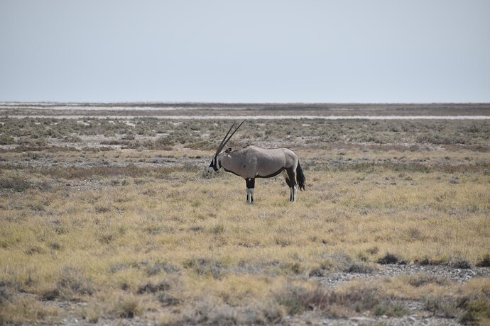 Oryx