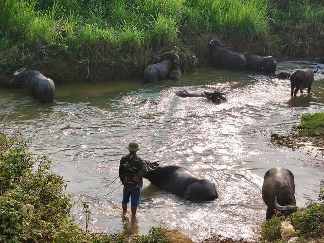 buffles a Bac Ha