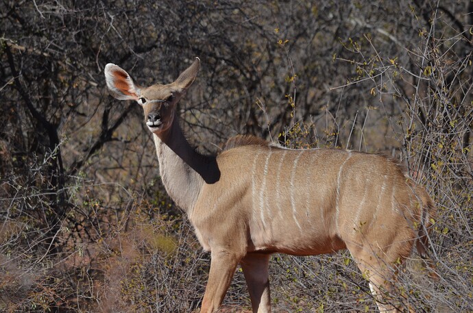 namibie (696)