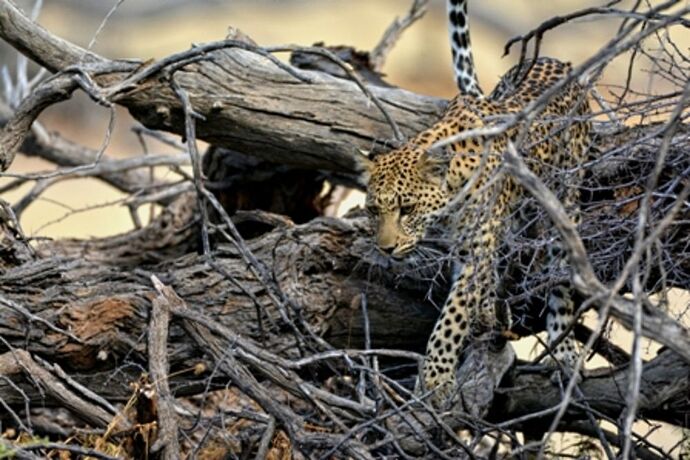 safari dans le Kgalagadi transfrontier park et le kruger national park - marsouin59