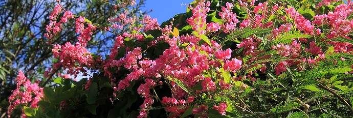 Lianes corail fushia