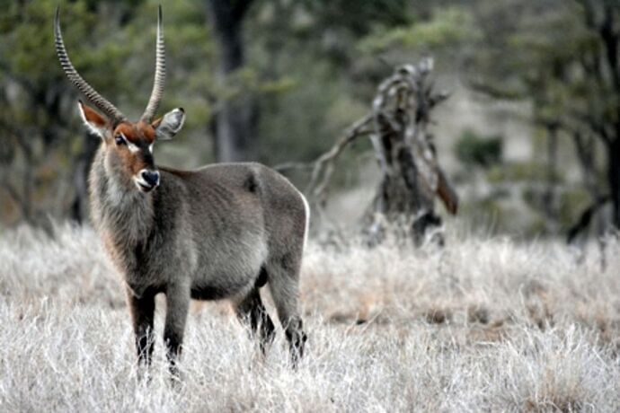 safari dans le Kgalagadi transfrontier park et le kruger national park - marsouin59