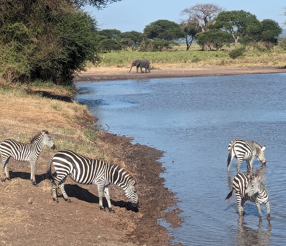 3- 3ème jour Parc du Tarangire 17.06 (3)