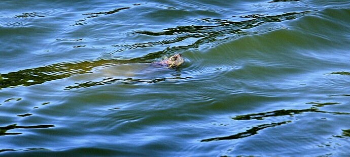 Oh ! une tortue ...