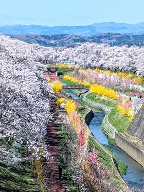 写真2_一目千本桜