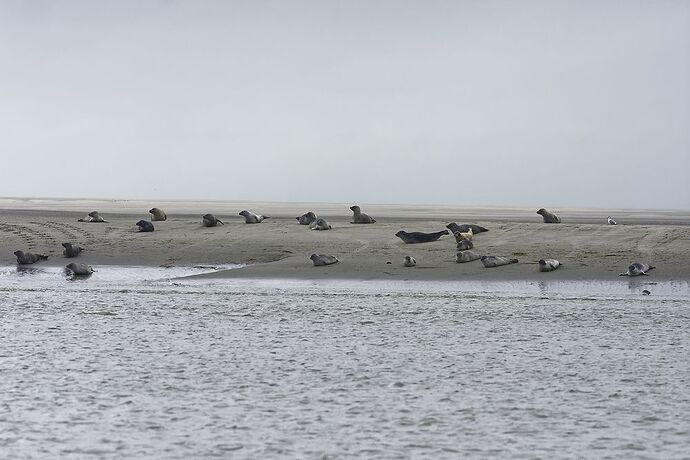 5 jours en Baie de Somme : un séjour très varié autour de Saint-Valéry - La-Corse-a-petits-pas