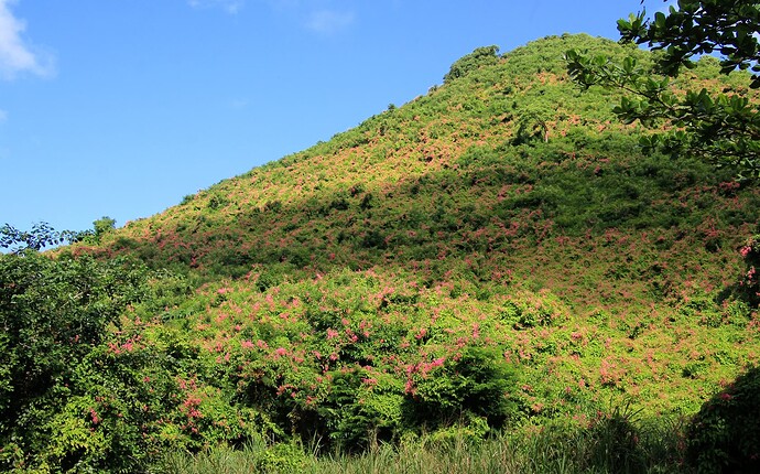 "Guirlandes" fleuries à perte de vue