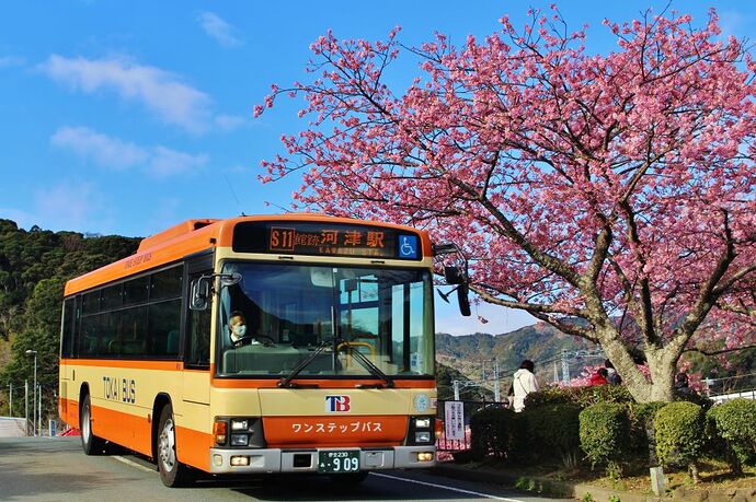 Cerisiers précoces de Kawazu et Bus Tokai