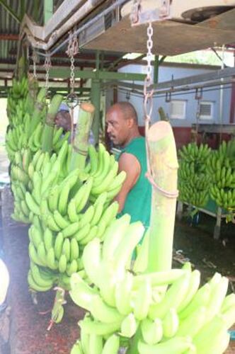 REtour de 10 jours en Martinique du 24 février au 4 mars 2020 - Gini78