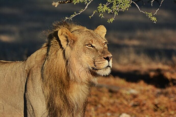 safari dans le Kgalagadi transfrontier park et le kruger national park - marsouin59