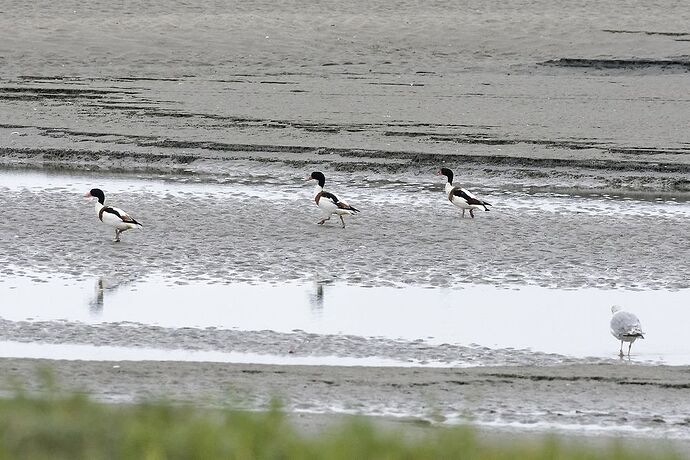 5 jours en Baie de Somme : un séjour très varié autour de Saint-Valéry - La-Corse-a-petits-pas