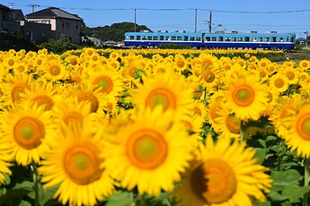 Choshi Dentetsu et Himawari