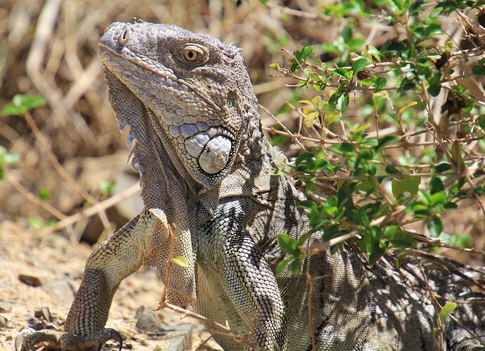 Iguane : portrait