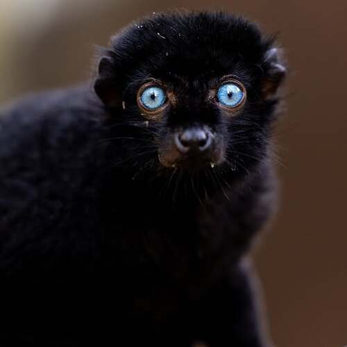 Black lemur yeux bleus ampitotorana