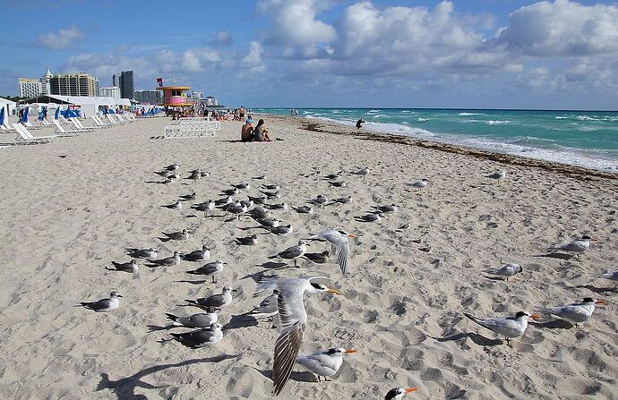 Petit ABCdaire de Miami ... 1ère partie de A (Art déco) à F comme Fast food - jem