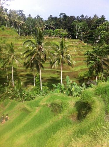 De retour de 15 jours à Bali-Gili-Jakarta ( avec photos) - kaorimaki