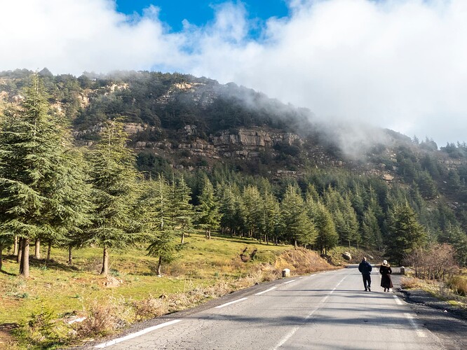 Forêt sous le col de Tirourda