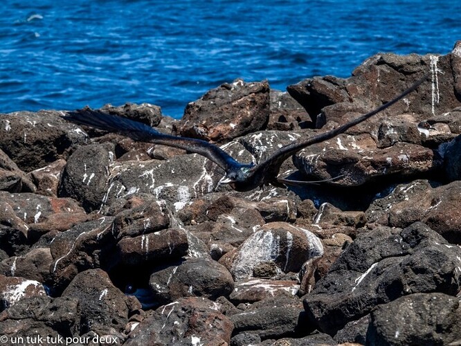 12 jours aux Îles Galápagos en autonomie, c'est vraiment merveilleux! - un-tuk-tuk-pour-deux