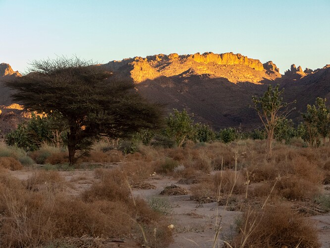 Oued Arrikine, acacia