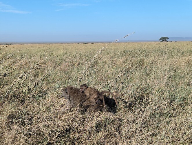 7- 7ème jour matinée au Serengeti, après midi au cratère de Ngorongoro 21.06 (37)