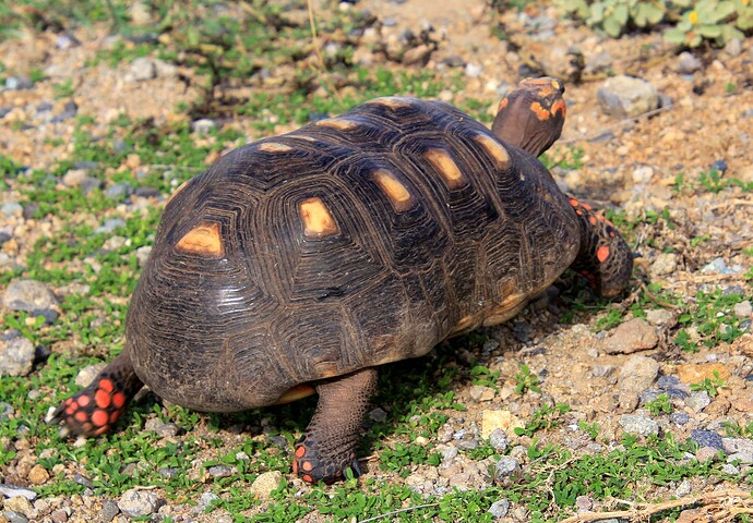 Tortue charbonnière à pois rouges