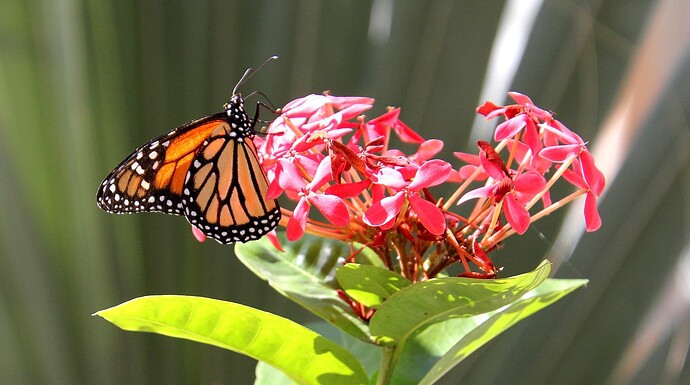 Monarque en photo