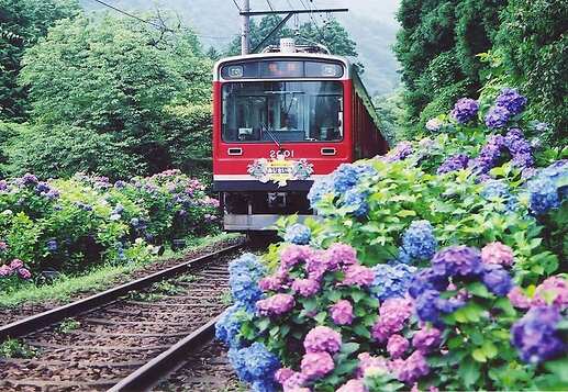 Train de montagne_Hakone Tozan