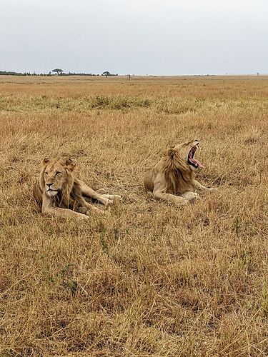 Des vacances inoubliables grâce à CORTO SAFARIS (Kilimandjaro+Safari+Zanzibar) - Morgane-Duphot