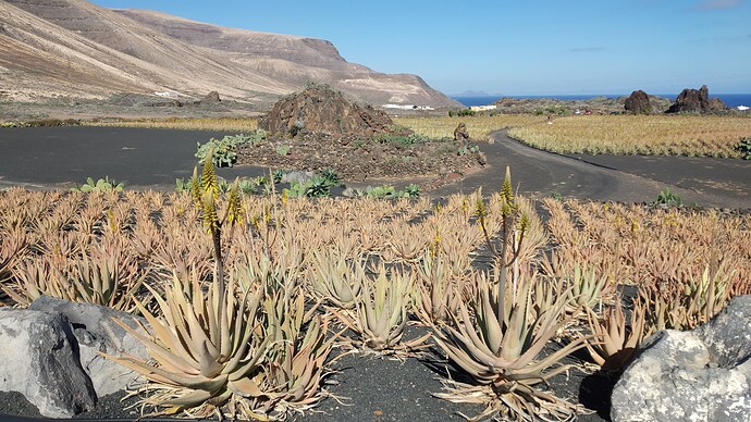 Plantation Aloes