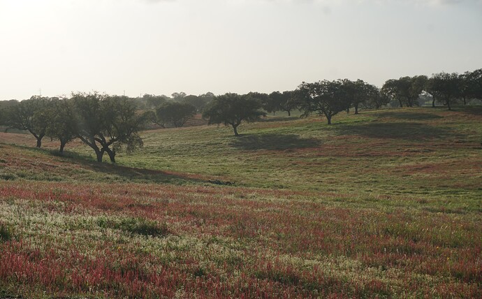 346 Alentejo