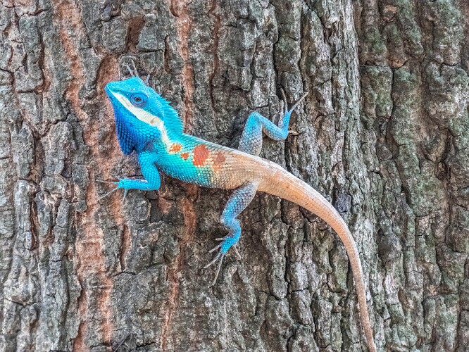 Lézard forestier indochinois