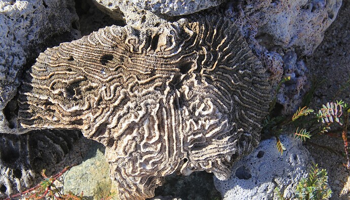 Corail